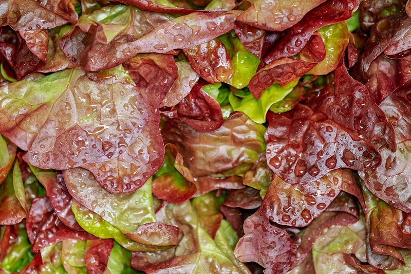 Salad with Fresh Herbs and Veggies